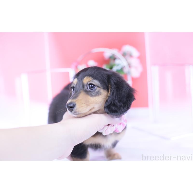 販売中の愛知県のカニンヘンダックスフンド(ロングヘアード)-426212の7枚目