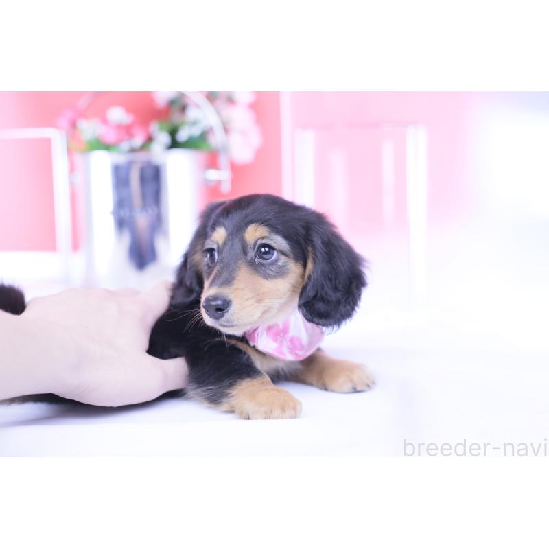 販売中の愛知県のカニンヘンダックスフンド(ロングヘアード)-426212の2枚目