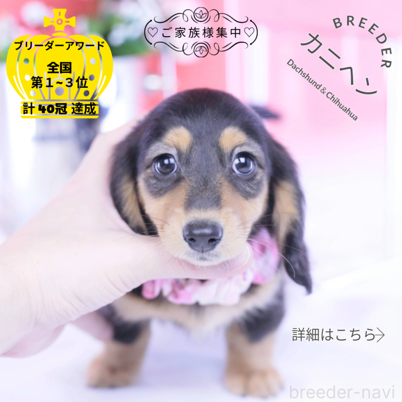 販売中ののカニンヘンダックスフンド(ロングヘアード)-426212