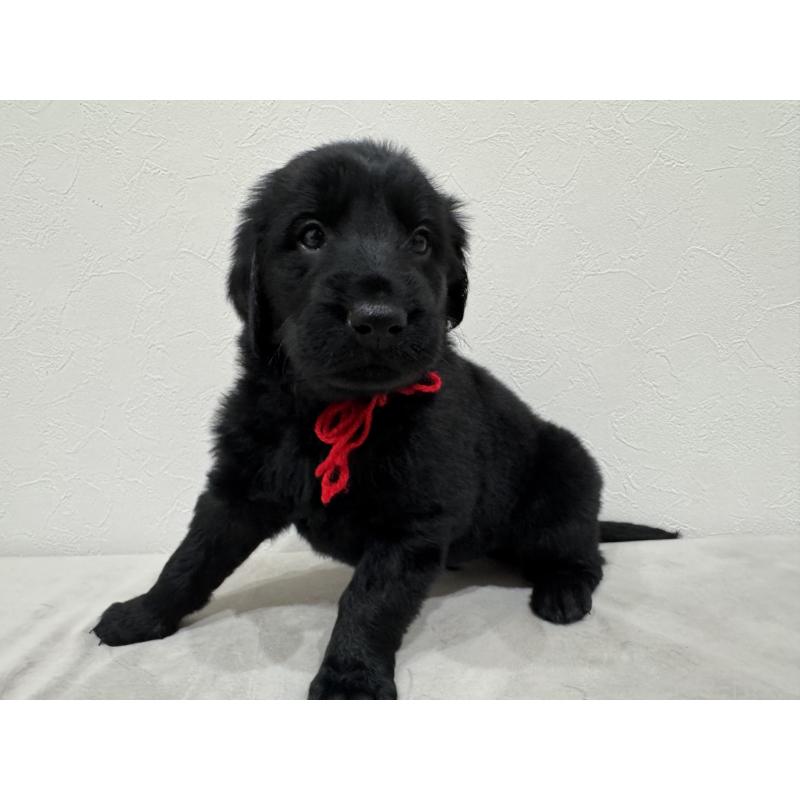 商談中の静岡県のフラットコーテッドレトリーバー-434496の4枚目