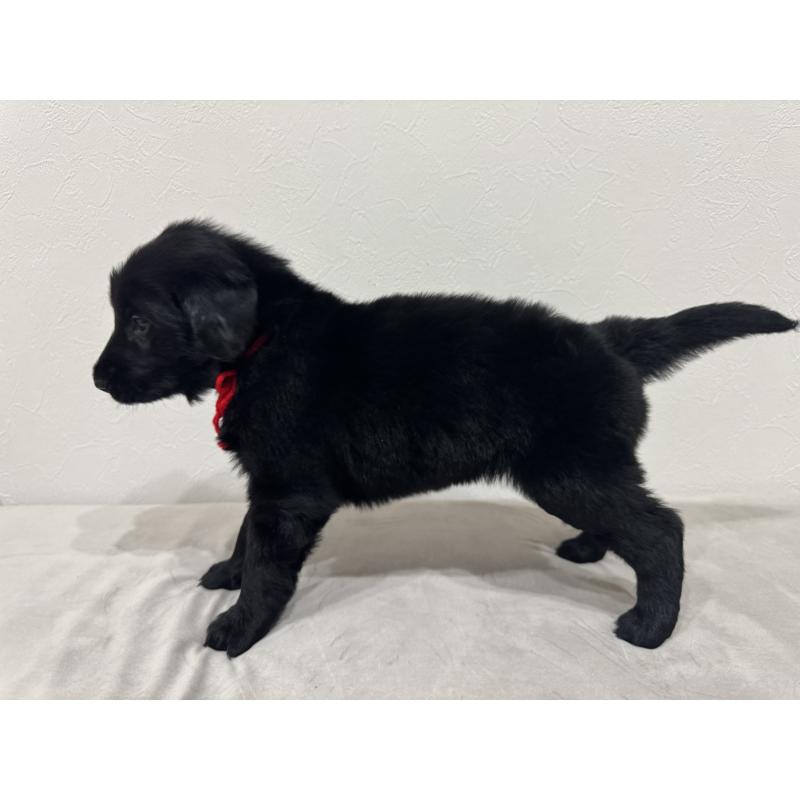 商談中の静岡県のフラットコーテッドレトリーバー-434496の3枚目