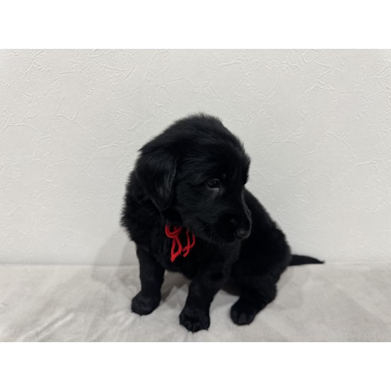 商談中の静岡県のフラットコーテッドレトリーバー-434496の2枚目