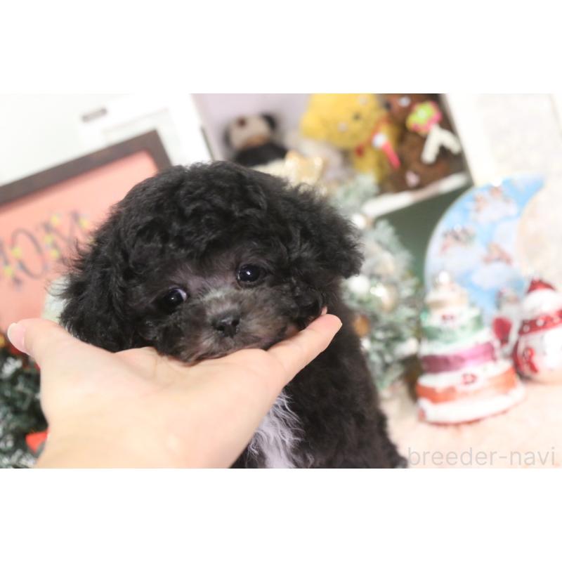 販売中の広島県のタイニープードル-434497の3枚目