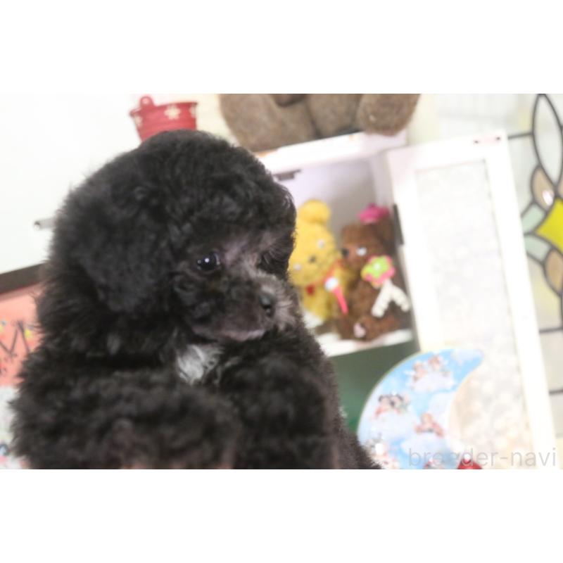 販売中の広島県のタイニープードル-434497の2枚目