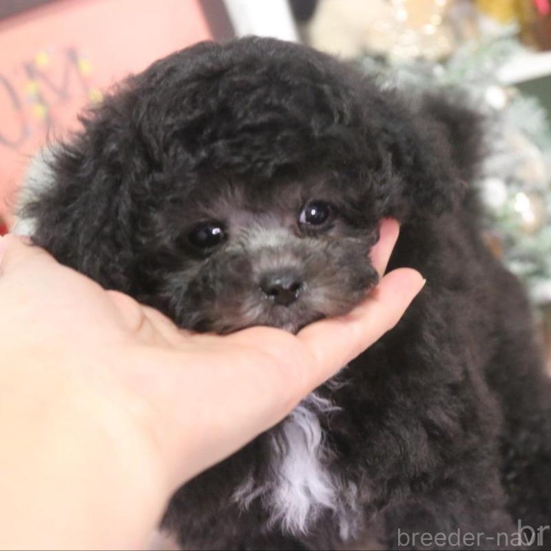 販売中の広島県のタイニープードル-434497の1枚目