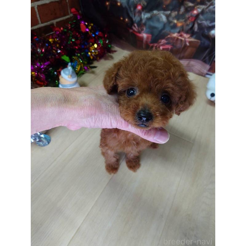 販売中の京都府のタイニープードル-434498の7枚目