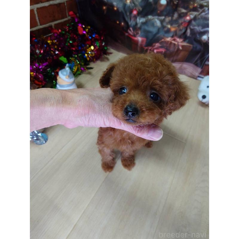 販売中の京都府のタイニープードル-434498の6枚目