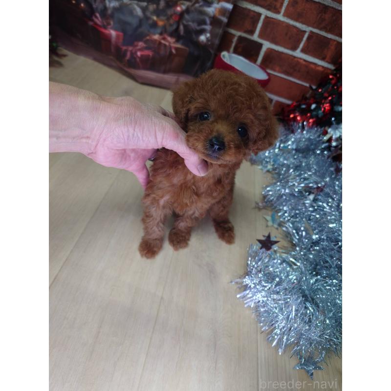 販売中の京都府のタイニープードル-434498の5枚目