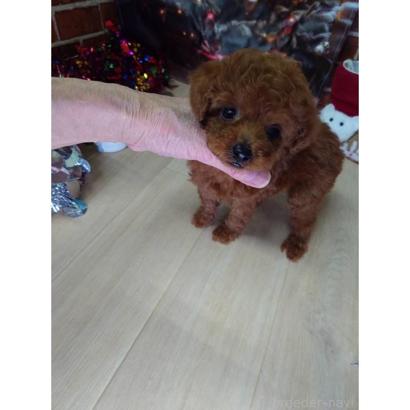 販売中の京都府のタイニープードル-434498の4枚目