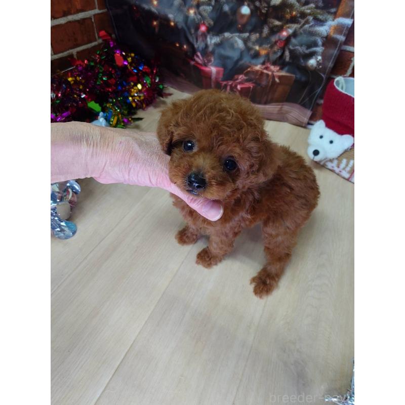 販売中の京都府のタイニープードル-434498の3枚目