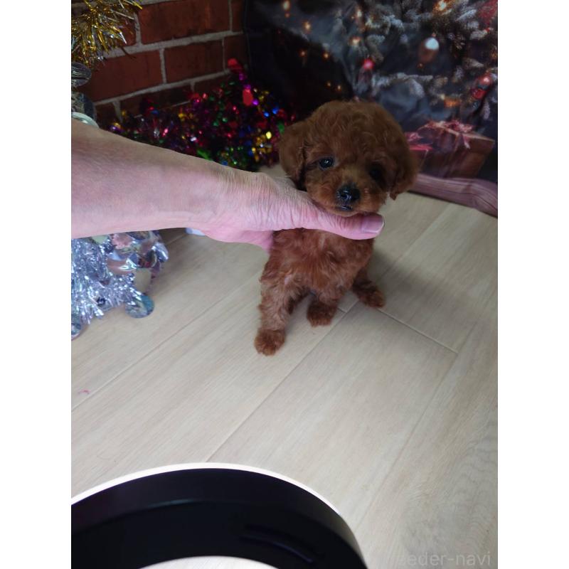 販売中の京都府のタイニープードル-434498の2枚目