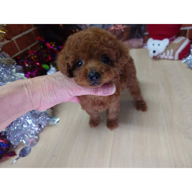 販売中の京都府のタイニープードル-434498