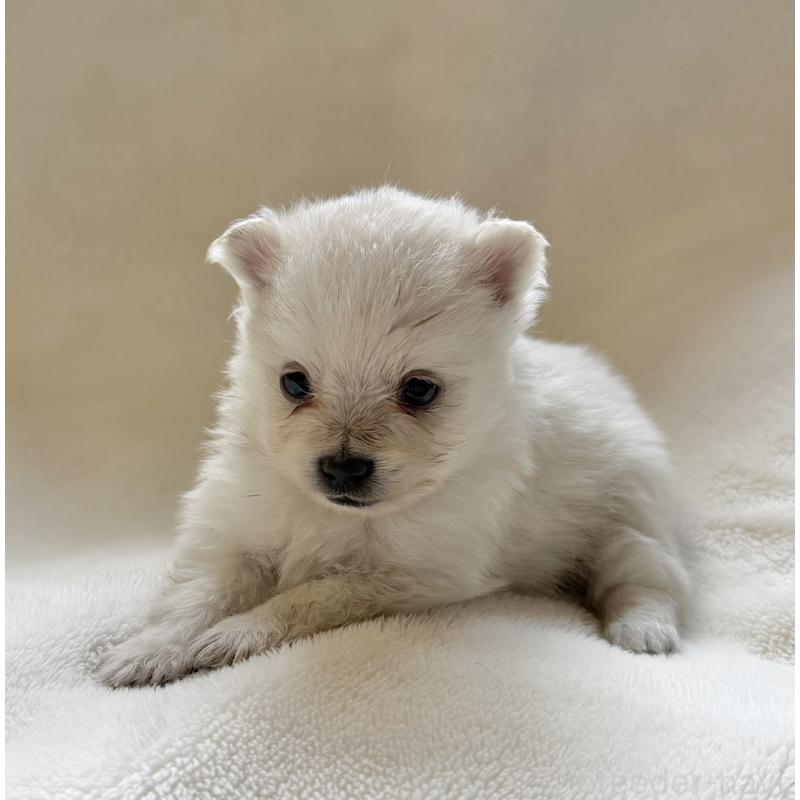 販売中の山口県のポメラニアン-434499の3枚目