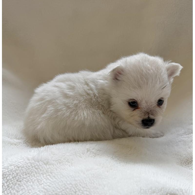 販売中の山口県のポメラニアン-434499の4枚目