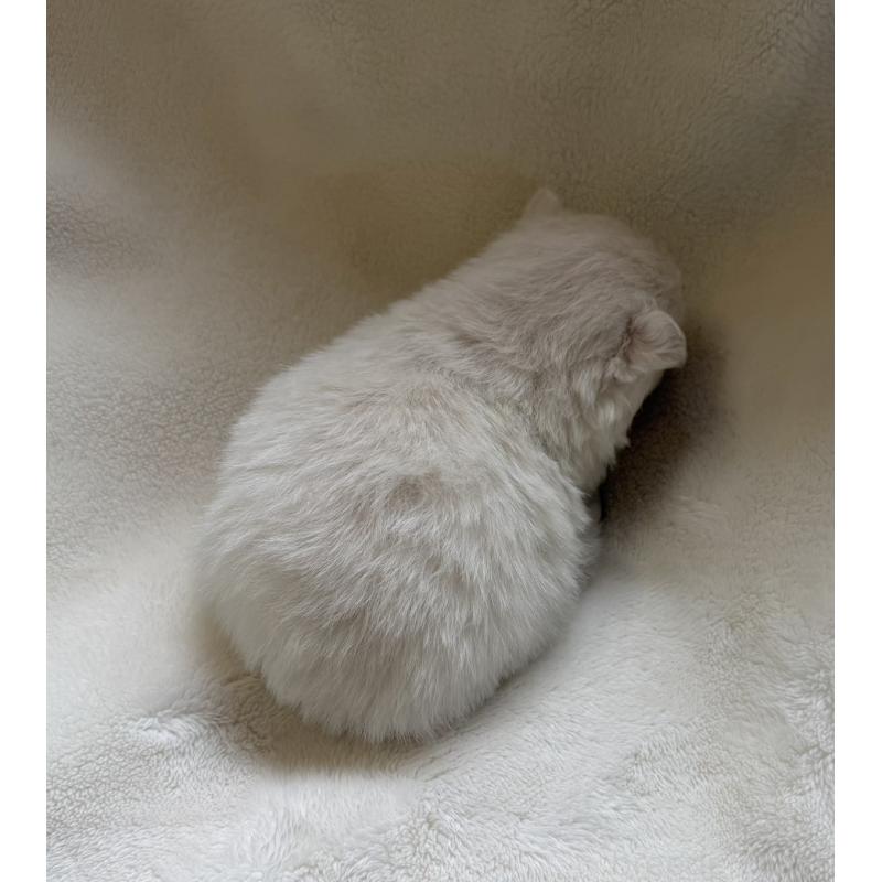 販売中の山口県のポメラニアン-434499の2枚目