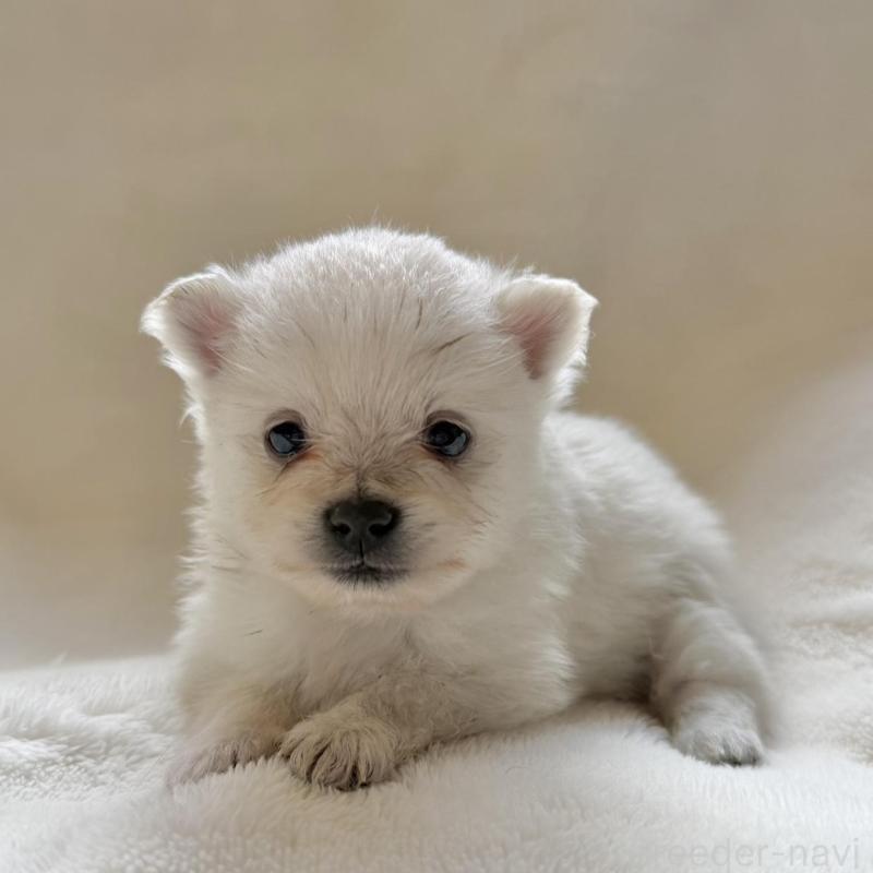 販売中の山口県のポメラニアン-434499