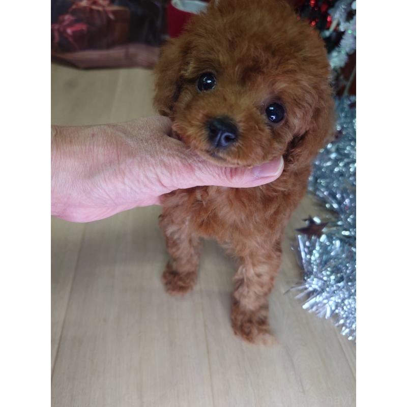 販売中の京都府のタイニープードル-434500の7枚目