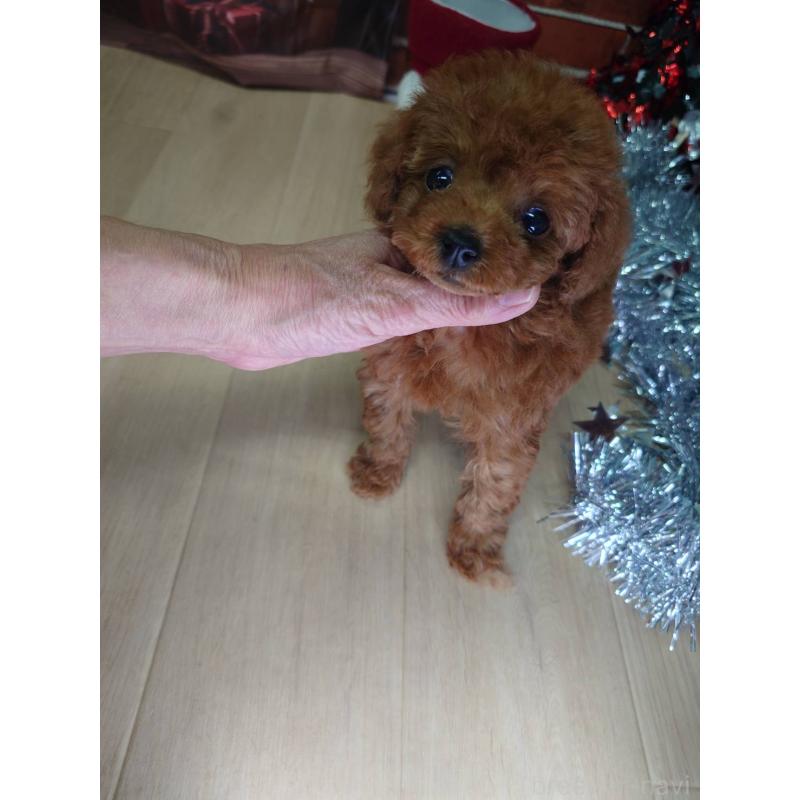 販売中の京都府のタイニープードル-434500の6枚目