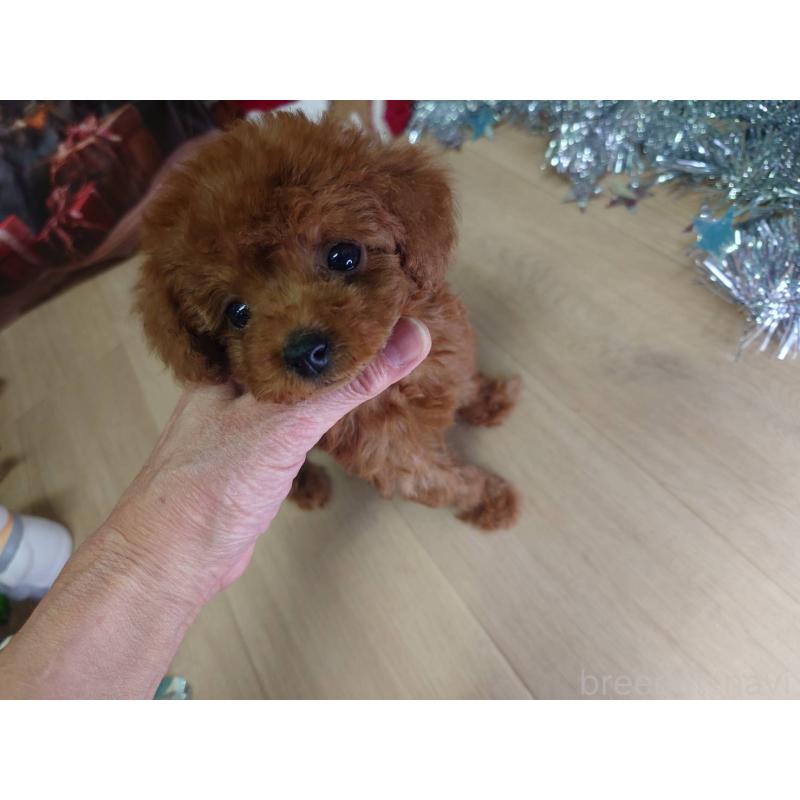 販売中の京都府のタイニープードル-434500の5枚目