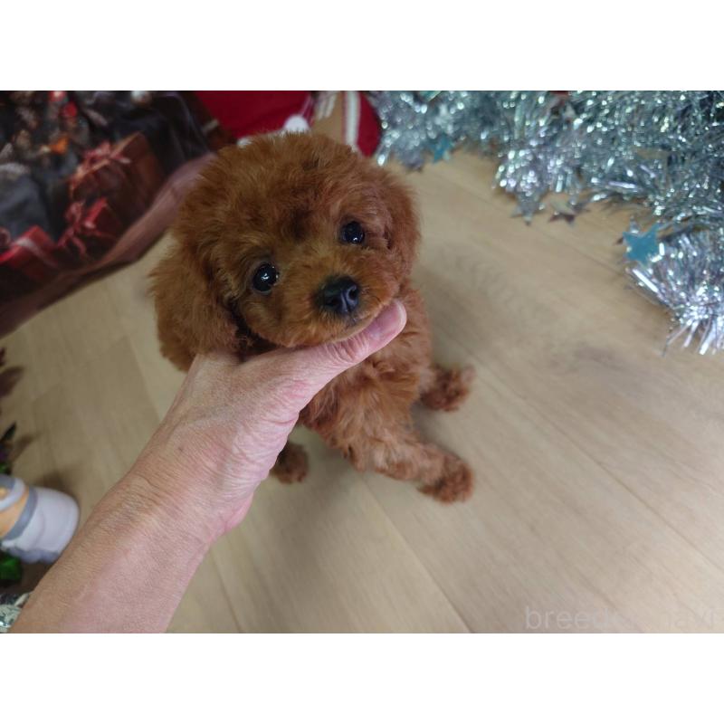 販売中の京都府のタイニープードル-434500の4枚目