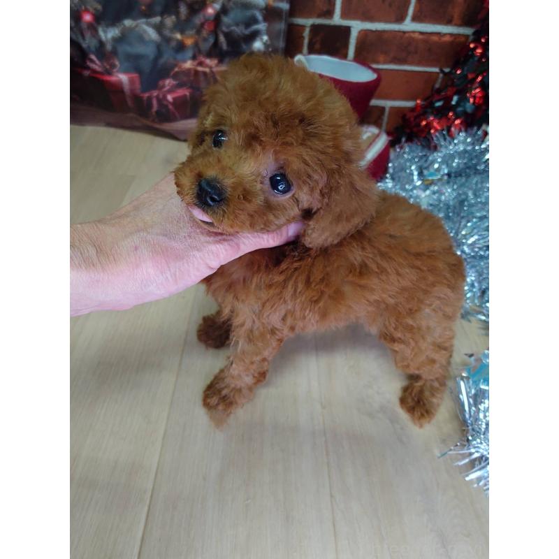 販売中の京都府のタイニープードル-434500の3枚目