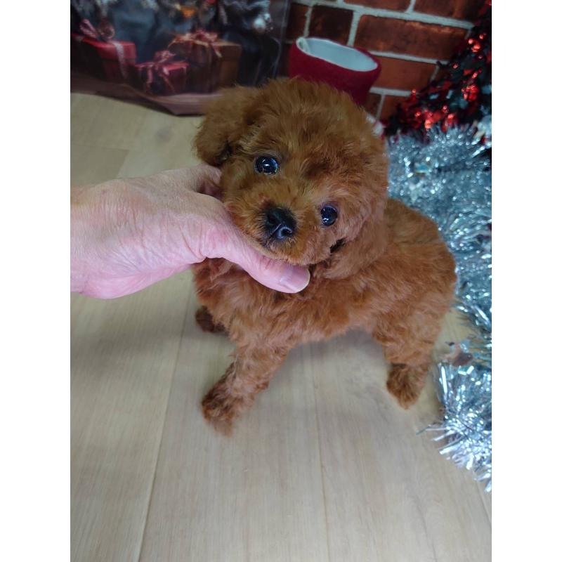 販売中の京都府のタイニープードル-434500の2枚目