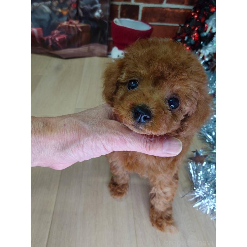 販売中の京都府のタイニープードル-434500