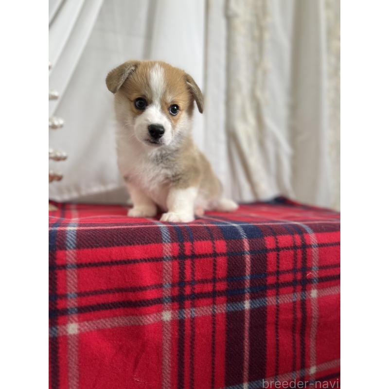 成約済の愛媛県のウェルシュコーギーペンブローク-431868の6枚目