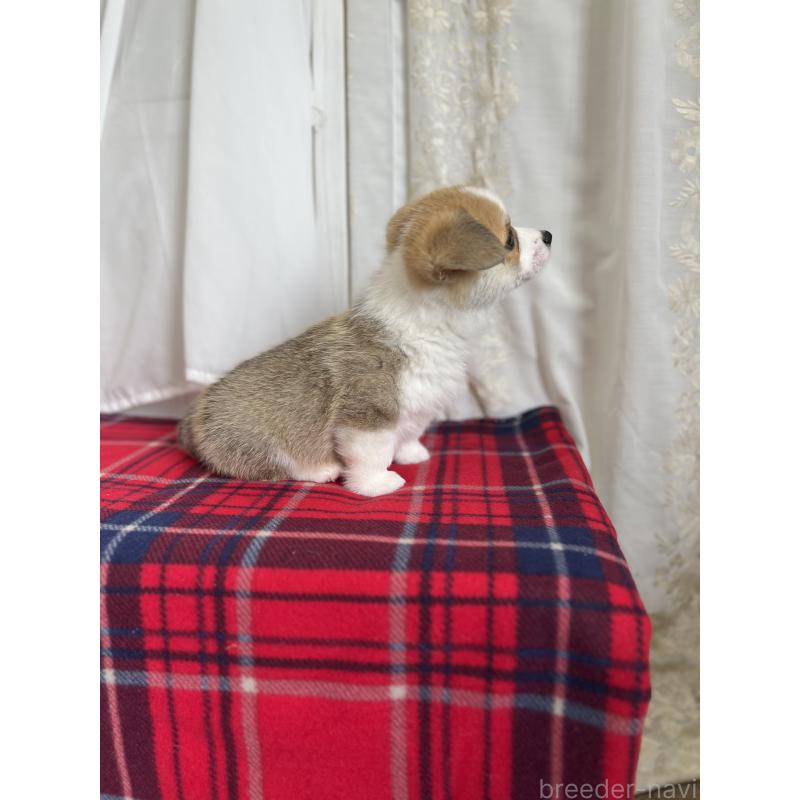 成約済の愛媛県のウェルシュコーギーペンブローク-431868の5枚目