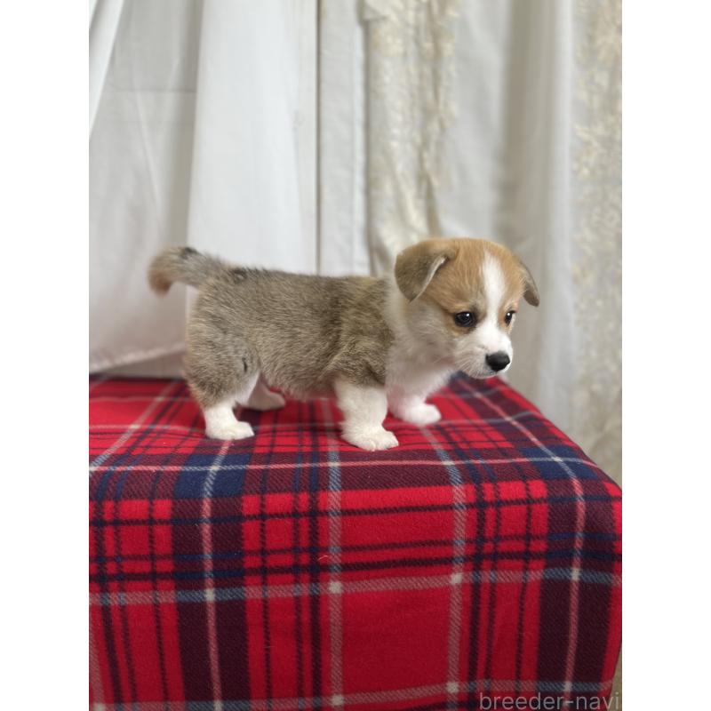 成約済の愛媛県のウェルシュコーギーペンブローク-431868の4枚目