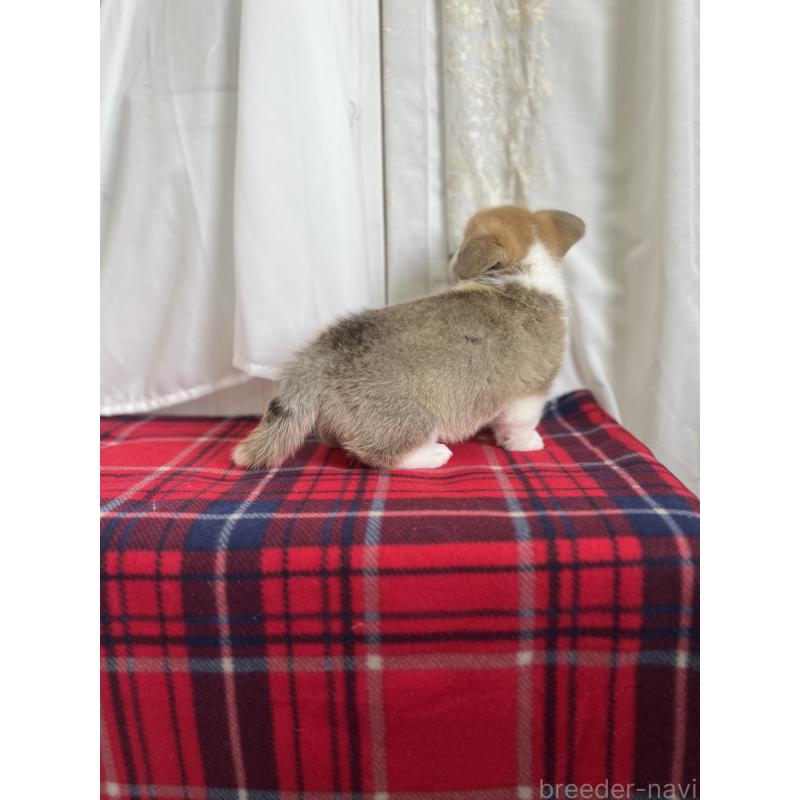 成約済の愛媛県のウェルシュコーギーペンブローク-431868の3枚目