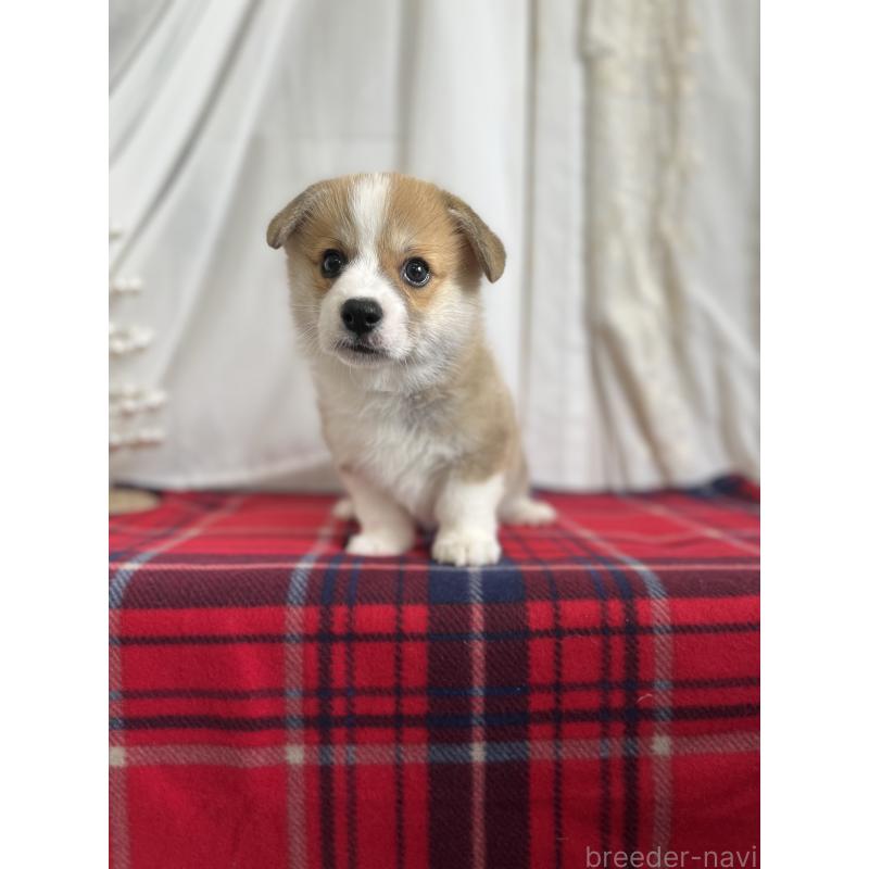 成約済の愛媛県のウェルシュコーギーペンブローク-431868の2枚目