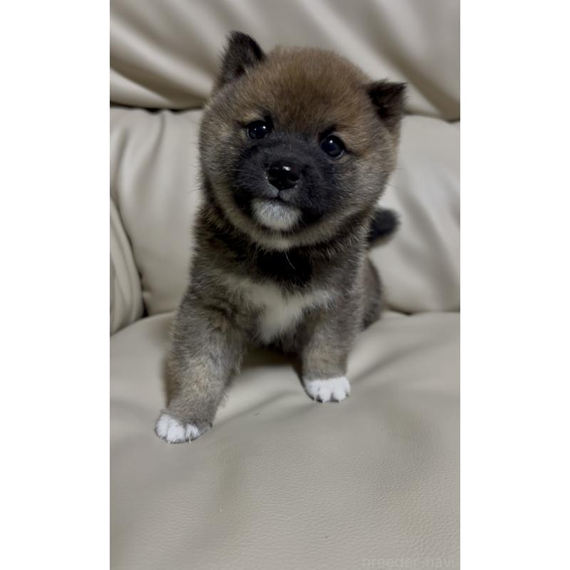 販売中の愛知県の豆柴-430584の8枚目