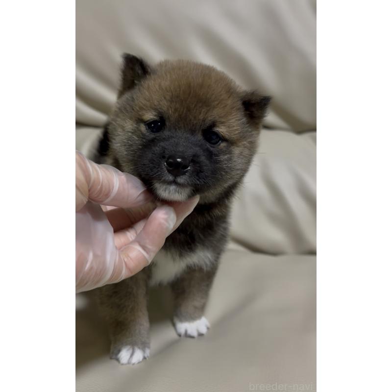 販売中の愛知県の豆柴-430584の6枚目