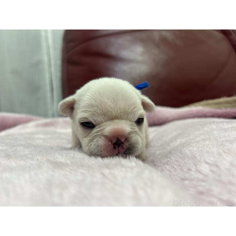 販売中の岡山県のフレンチブルドッグ-434752の2枚目