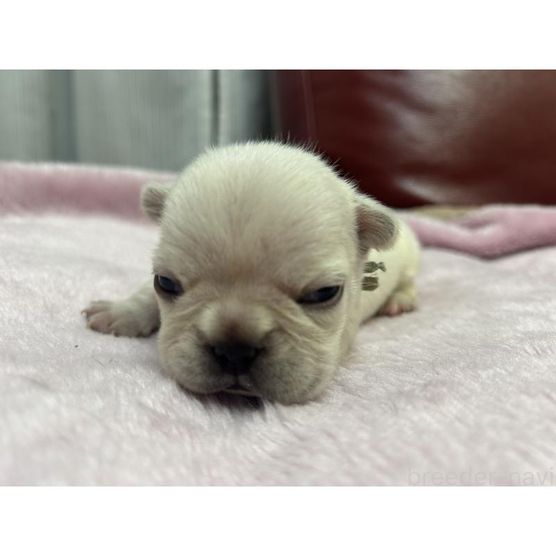 販売中の岡山県のフレンチブルドッグ-434754の2枚目