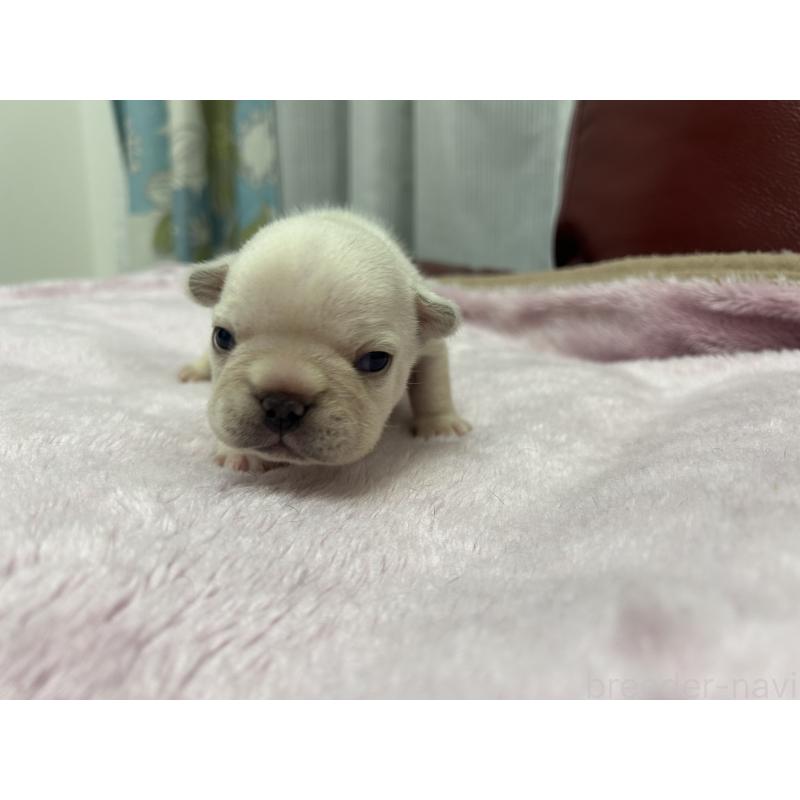 販売中の岡山県のフレンチブルドッグ-434755の2枚目