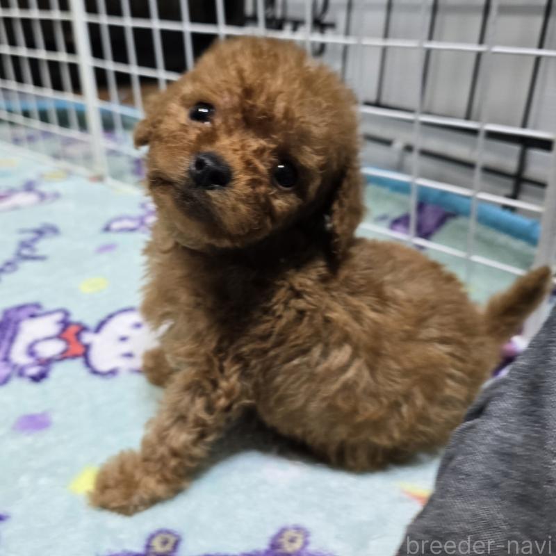 販売中の岡山県のトイプードル-430823