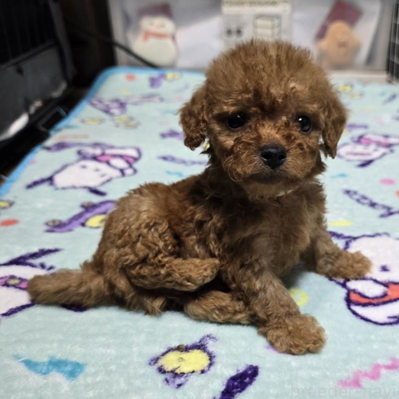 販売中の岡山県のトイプードル-430823の11枚目