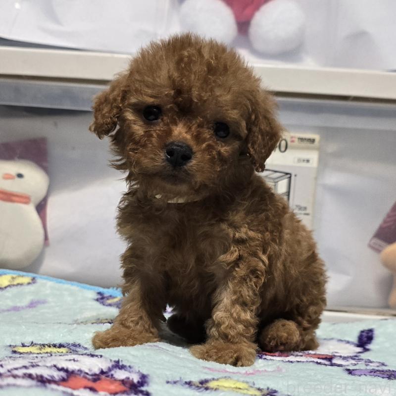 販売中の岡山県のトイプードル-430823の10枚目