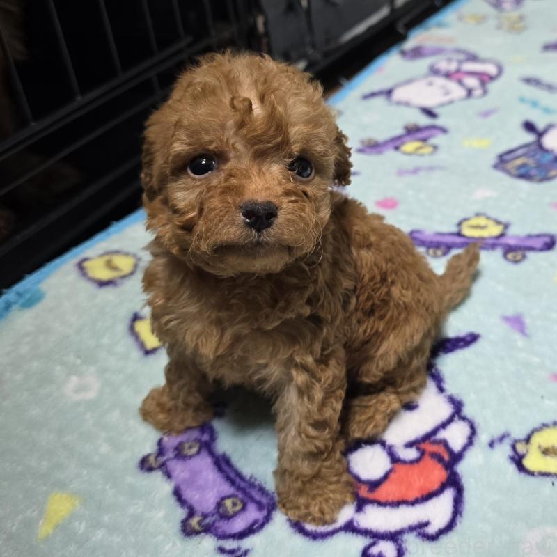 商談中の岡山県のトイプードル-430824の8枚目