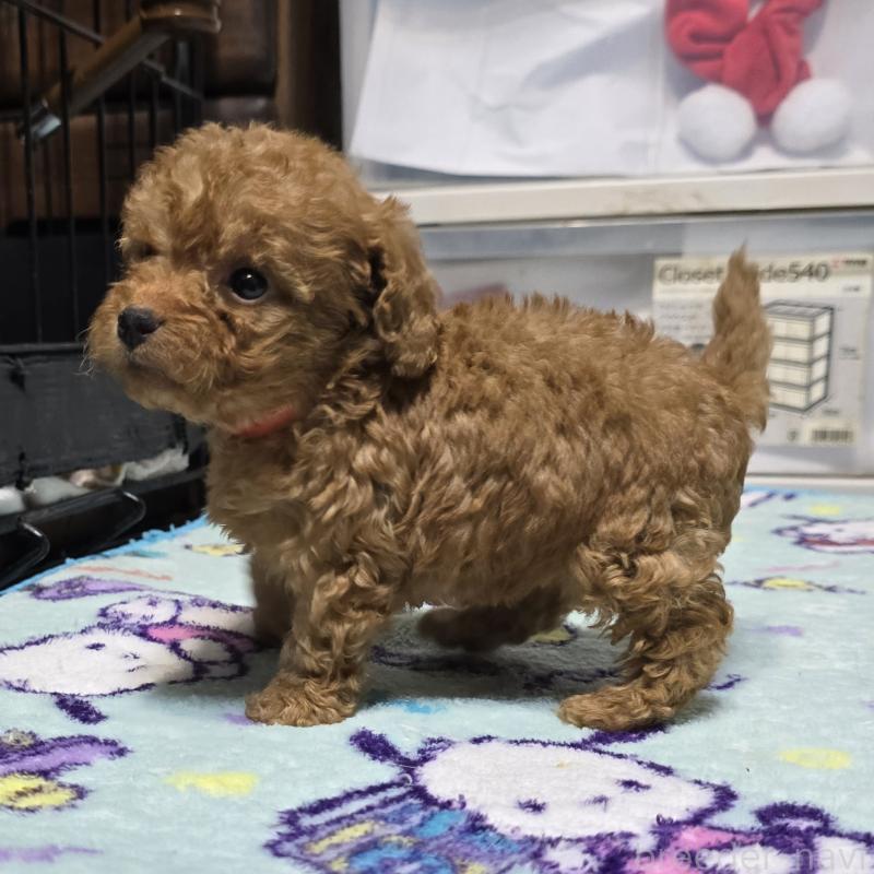 商談中の岡山県のトイプードル-430824の7枚目