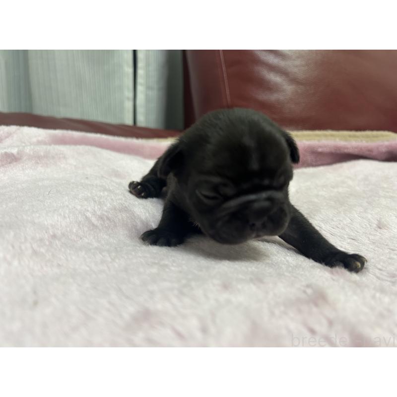 販売中の岡山県のフレンチブルドッグ-434756の2枚目