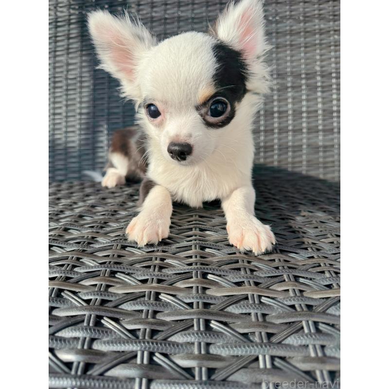 販売中の千葉県のチワワ(ロングコート)-410024の6枚目