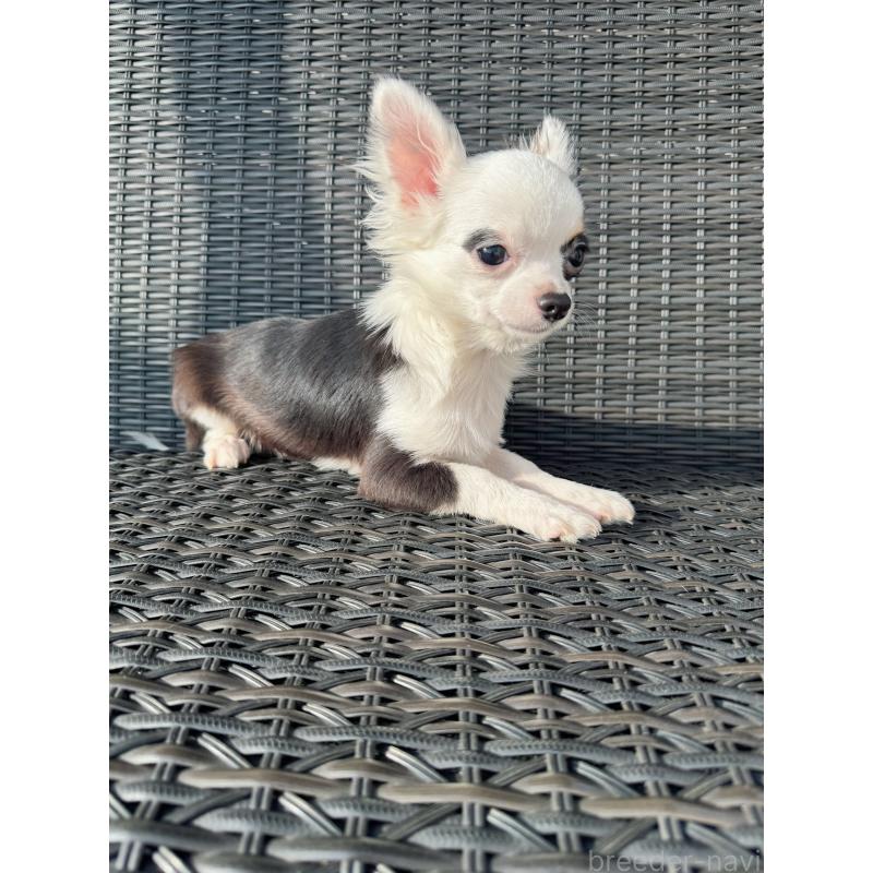 販売中の千葉県のチワワ(ロングコート)-410024の5枚目