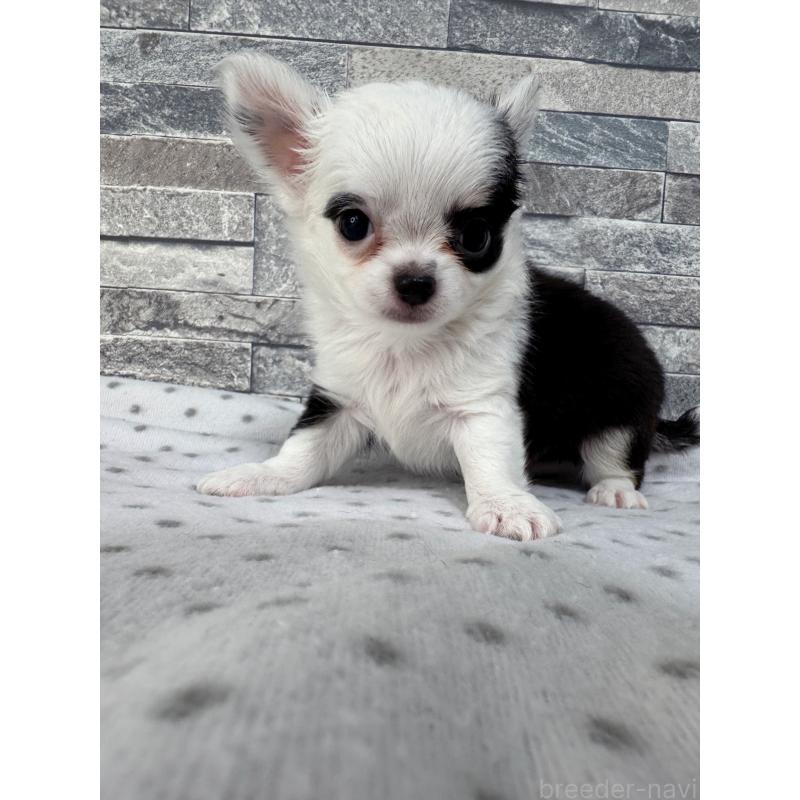 販売中の千葉県のチワワ(ロングコート)-410024の2枚目