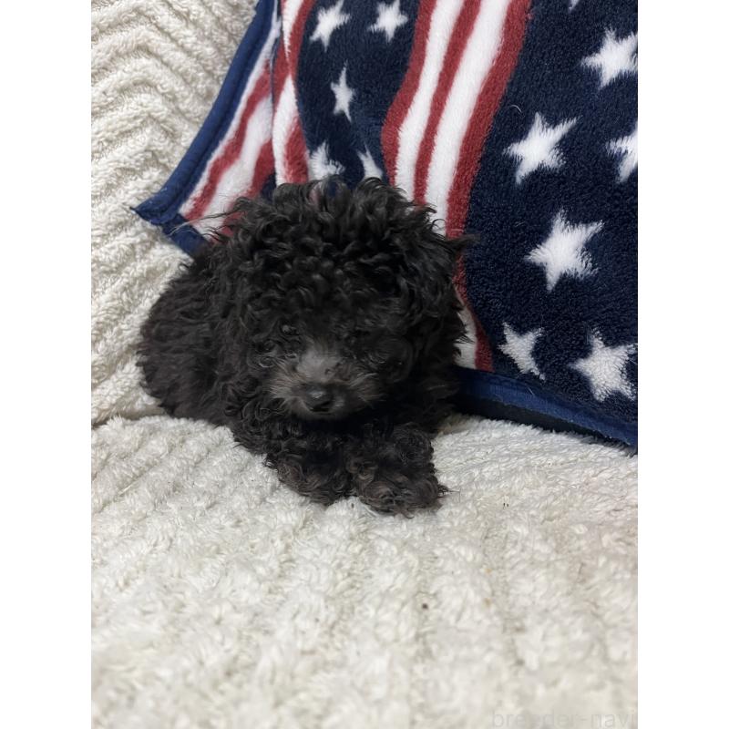 販売中の愛知県のトイプードル-434759の5枚目