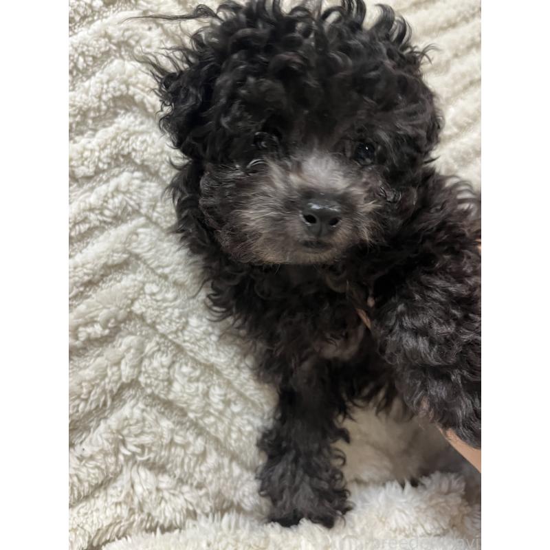 販売中の愛知県のトイプードル-434759の4枚目