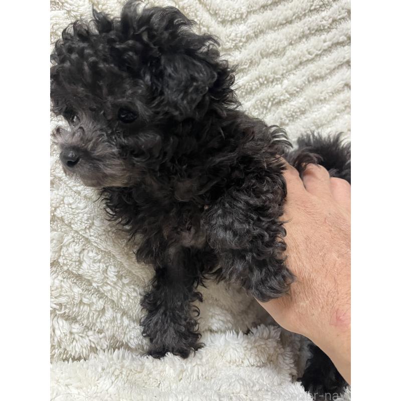 販売中の愛知県のトイプードル-434759の3枚目