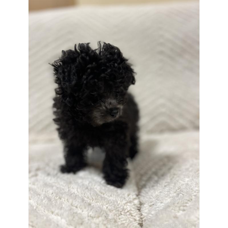 販売中の愛知県のトイプードル-434759の2枚目